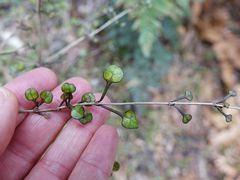 Coprosma spathulata spathulata