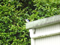 Todiramphus macleayii