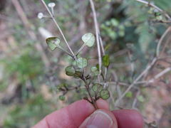 Coprosma spathulata spathulata
