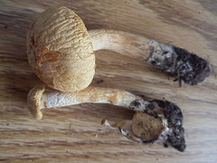 Gymnopilus stabilis