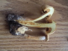 Gymnopilus stabilis