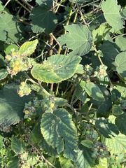 Malvaceae