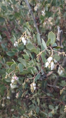 Arctostaphylos glandulosa