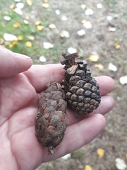 Pseudotsuga menziesii