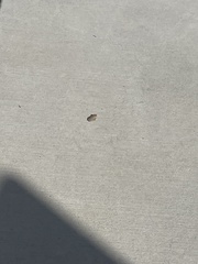 Pseudacris hypochondriaca