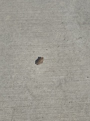 Pseudacris hypochondriaca