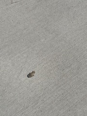 Pseudacris hypochondriaca