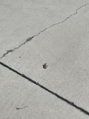 Pseudacris hypochondriaca