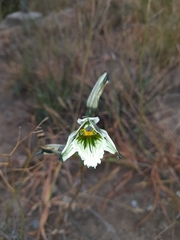 Chloraea bletioides