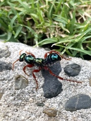 Diamma bicolor