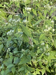 Eupatorieae
