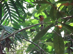 Symposiachrus trivirgatus