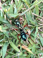 Diamma bicolor