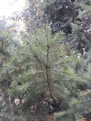 Pseudotsuga menziesii