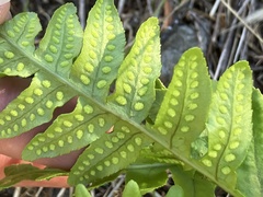 Polypodium