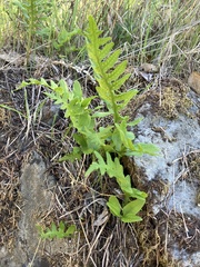 Polypodium