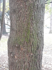 Pseudotsuga menziesii
