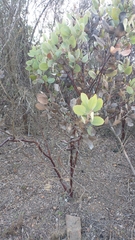 Arctostaphylos glauca