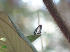 Psychonotis caelius