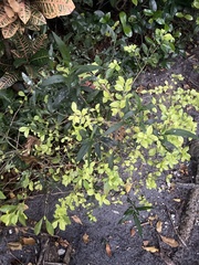 Pithecellobium keyense