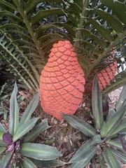 Encephalartos ferox ferox