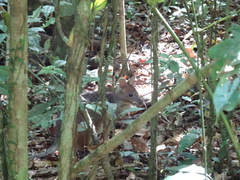 Thylogale stigmatica