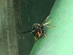 Vespa velutina