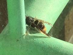 Vespa velutina