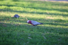 Eolophus roseicapilla albiceps