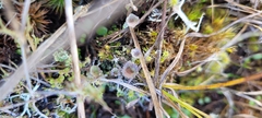 Cladonia chlorophaea