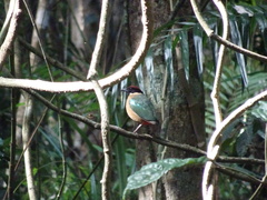 Pitta versicolor