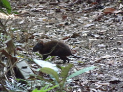 Hypsiprymnodon moschatus