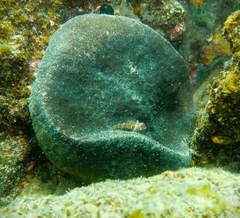 Helcogramma decurrens