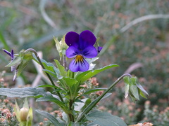 Viola tricolor