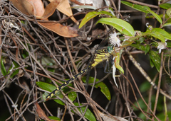 Austrogomphus ochraceus