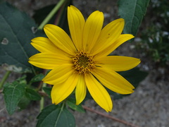 Heliopsis helianthoides