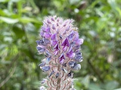 Uraria