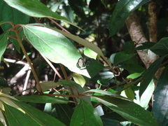 Psychonotis caelius