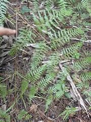 Pteridium caudatum