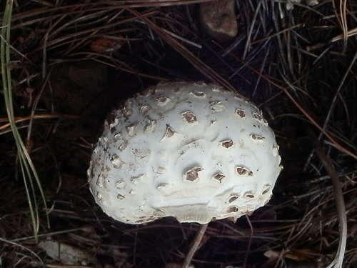Pinecone Amanita