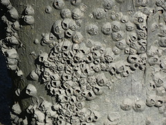 Hexanauplia