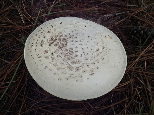 Pinecone Amanita