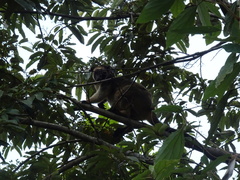 Dendrolagus lumholtzi