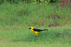Gymnomystax mexicanus