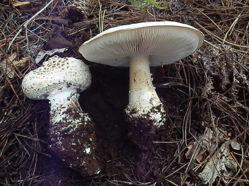 Pinecone Amanita