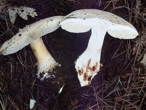 Pinecone Amanita