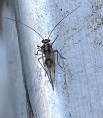 Teliapsocus conterminus