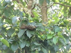 Xanthotis macleayanus