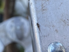 Teliapsocus conterminus