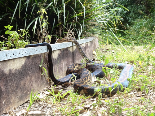 Australian Scrub Python sighting